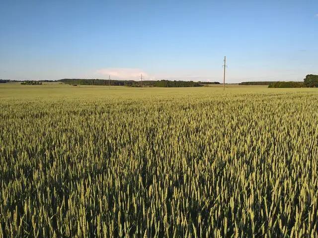 Rozległy łan dojrzewającej pszenicy pod bezchmurnym niebem w regionie rolniczym